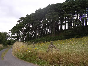 Ballyriggan Woods